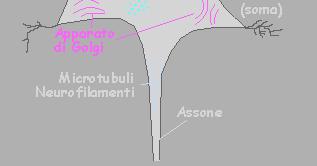 Corpi di Nissl - Gruppi di ribosomi utilizzati per la sintesi proteica. Reticolo endoplasmico (RE) - Sistema di vescicole utilizzate per trasportare materiale nel citoplasma.