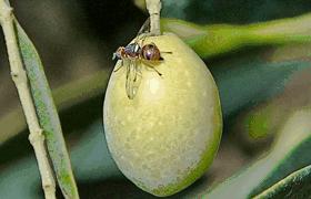 Olivo Fase fenologica: 2^ Fase accrescimento dei frutti scalapfp -- scalabbch 77-79 Mosca dell'olivo (Bactrocera oleae):sono state riscontrate percentuali di infestazioni che giustificano, anche