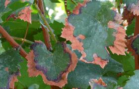 Vite Fase fenologica: Maturazione - Grappoli maturi scalapfp -- scalabbch 89 Cicaline della vite (Cicalina verde: Empoasca vitis) (Cicalina africana: Jacobiasca lybica):dai controlli in campo in fase