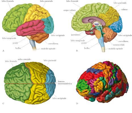 CONDIZIONE DI DISORGANIZZAZIONE NEUROLOGICA (C. Delacato) DISTURBI SECONDARI FUNZIONI ESECUTIVE ORG.