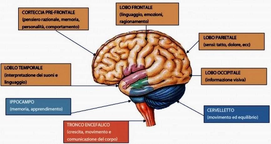 La mente è incarnata Le nostre vite mentali hanno un carattere profondamente radicato nel corpo: le informazioni arrivano dai sensi, gli eventi significativi plasmano i circuiti