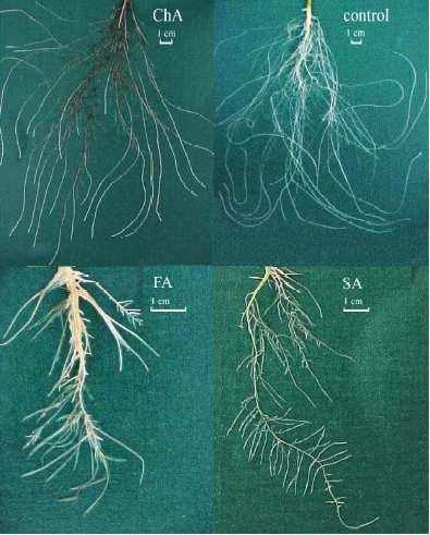 Relazione tra conducibilità elettrica e concentrazione di azoto nitrico della soluzione nutritiva Azione dei composti fenolici Origine dei composti organici nei sistemi idroponici: acqua, radici