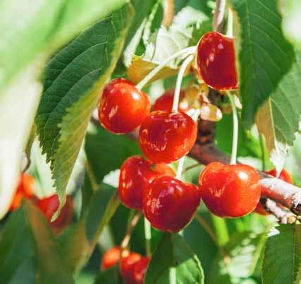 autentica e per il gusto di una cucina famosa in tutto il mondo.