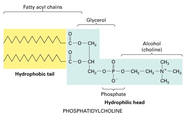 FOSFOLIPIDI La parte apolare (le code) è formata dalle catene idrocarburiche degli acidi grassi, che sono idrofobiche e si dispongono rivolte l una verso l altra a