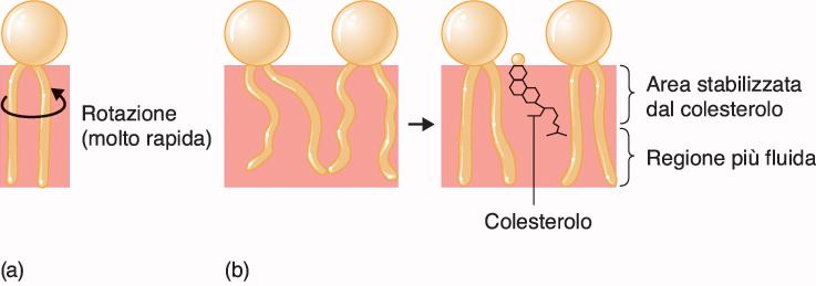 Movimenti dei fosfolipidi La membrana non è una struttura statica, ma i lipidi (e le proteine) sono in costante