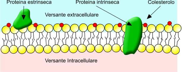 proteine estrinseche Le proteine estrinseche si legano alla membrana tramite legami non covalenti con proteine transmembrana o con le teste dei FOSFOLIPIDI, esse quindi non attraversano completamente