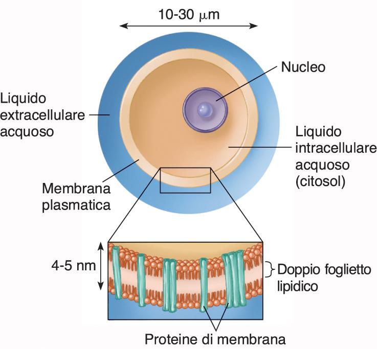 Membrana plasmatica Ogni cellula è circondata da una membrana