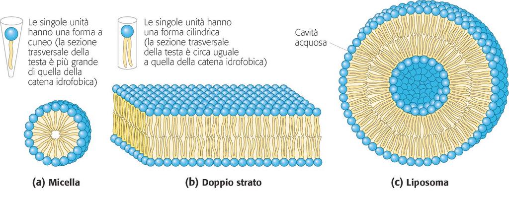 Aggregati di lipidi anfipatici che si formano in acqua.