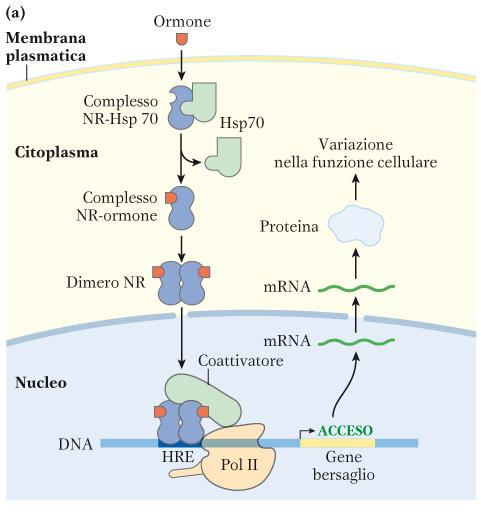 RECETTORI OMODIMERICI DEGLI ORMONI STEROIDEI Nelson & Cox I principi di Biochimica di