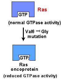 Proteina Ras mutata- tumori Mutazioni del gene Ras sono associate al 30-50%