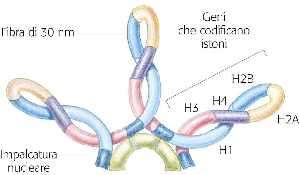 Nelson & Cox I principi di Biochimica di Lehninger- Zanichelli 5 ed.