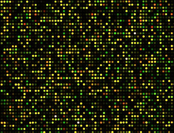 target). È una tecnica che è stata sviluppata negli anni '90 e oggi permette l'analisi dell'espressione genica monitorando in una sola volta gli RNA prodotti da migliaia di geni.