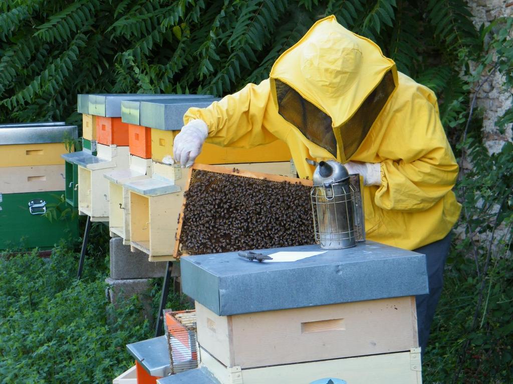 L apicoltore Presta tutte le sue cure per un corretto sviluppo della famiglia delle api: fa in modo che esse arrivino ad esser