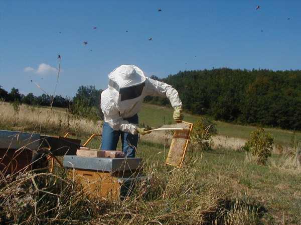 Raccoglie il miele per uso umano