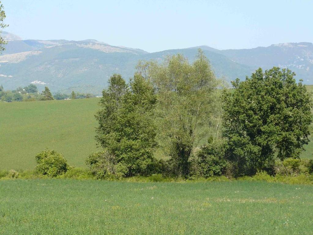 incrementare fioriture per coprire periodi senza fioriture Collina e montagna maggior varietà di fioriture pascolo per le api maggiore e più