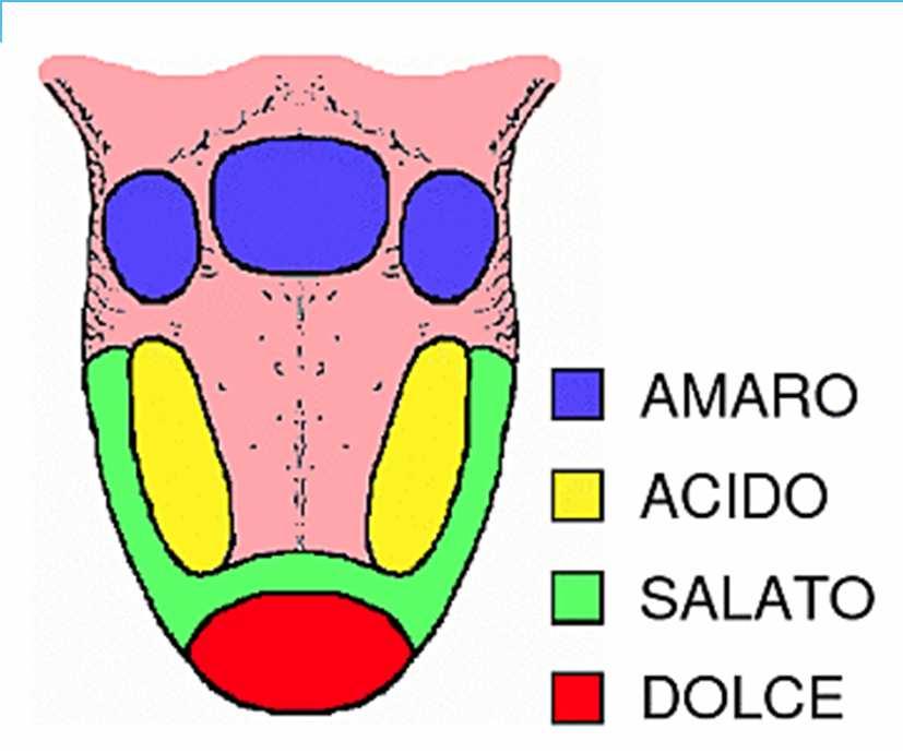 Dove la lingua cattura i sapori Vi sono disseminate sulla superficie della lingua diversi tipi di papille gustative Ubicate