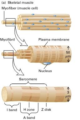 Seminario Struttura generale del muscolo scheletrico Il tessuto muscolare scheletrico è composto da fasci di cellule muscolari multinucleate, o miofibre.