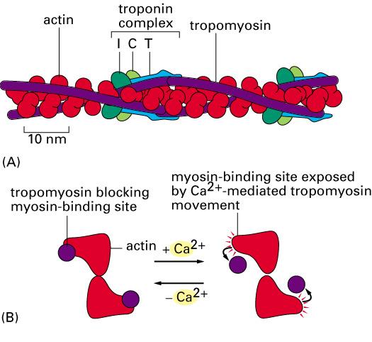 della tropomiosina e della troponina lungo il filamento di actina.