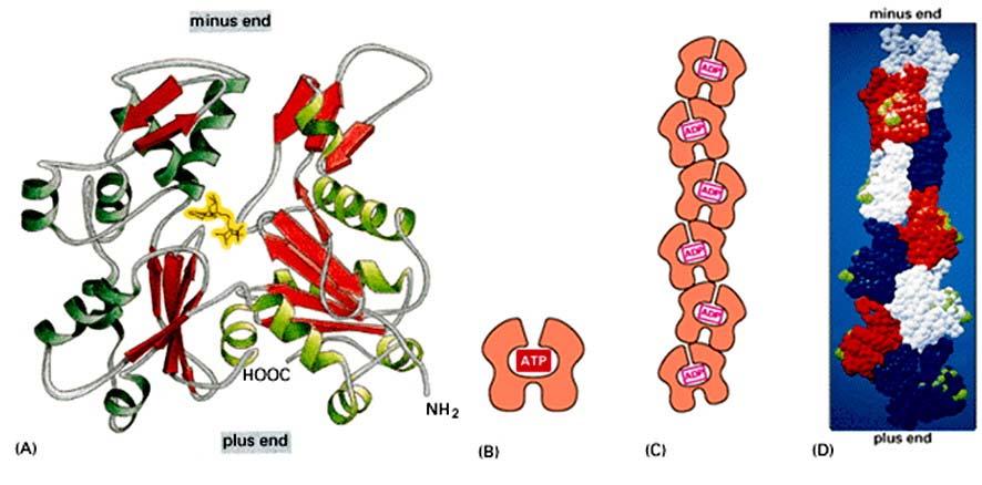 La struttura dei filamenti di actina Il collegamento della g actina con l ATP induce un cambiamento conformazionale che promuove la polimerizzazione. http://www.cytochemistry.