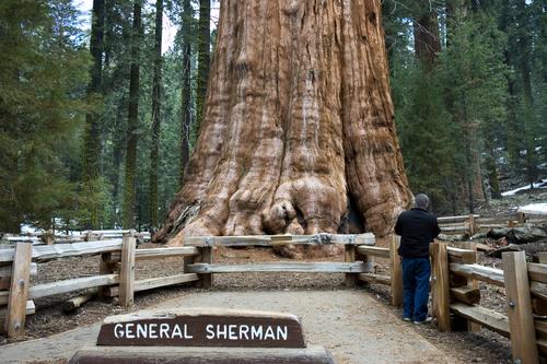 SEQUOIA NATIONAL PARK Istituito nel 1890, è il più vecchio Parco Nazionale degli Stati Uniti dopo lo Yellowstone.