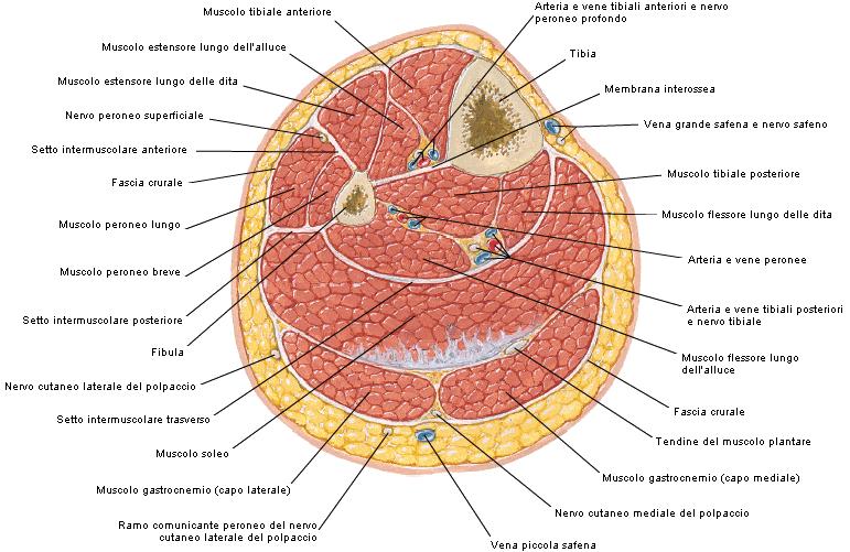 2.1. DESCRIZIONE GENERALE 10 Figura 2.2: Sezione gamba - Vista trasversale Muscolo estensore lungo delle dita del piede. Muscolo peroneo anteriore (o peroneo 3 ).