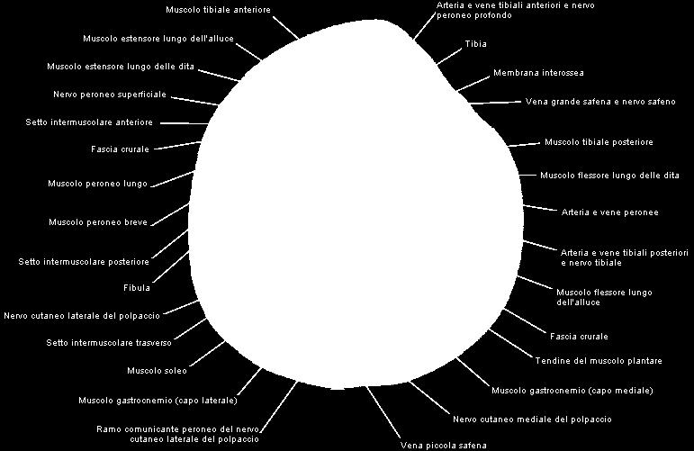 Muscolo flessore lungo dell alluce. Muscolo tibiale posteriore. Muscolo flessore lungo delle dita del piede.