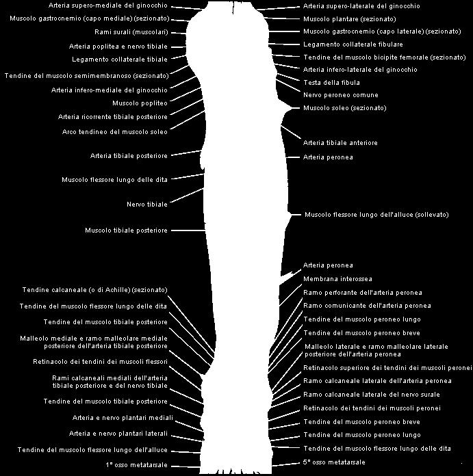 gamba - Dissezione