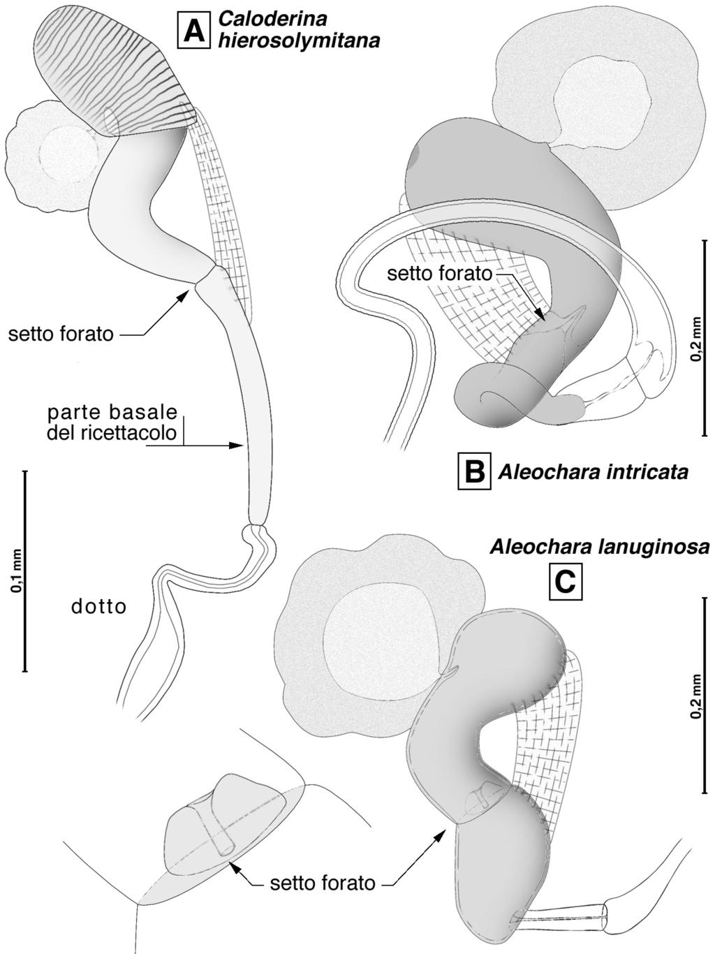 Fig. 6 - Spermateca