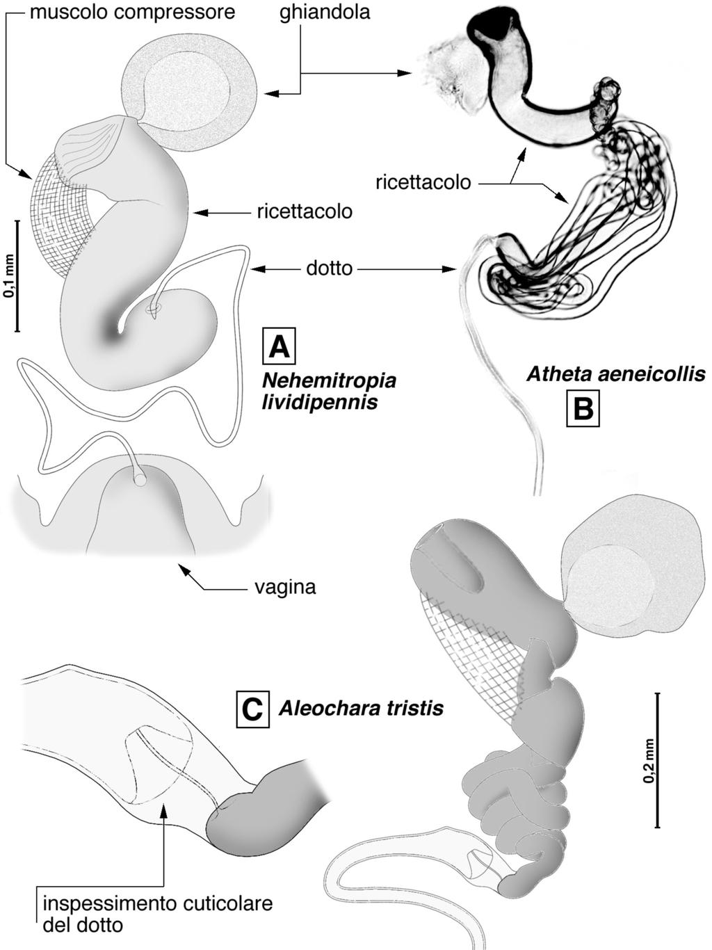 Fig. 1 - Spermateca