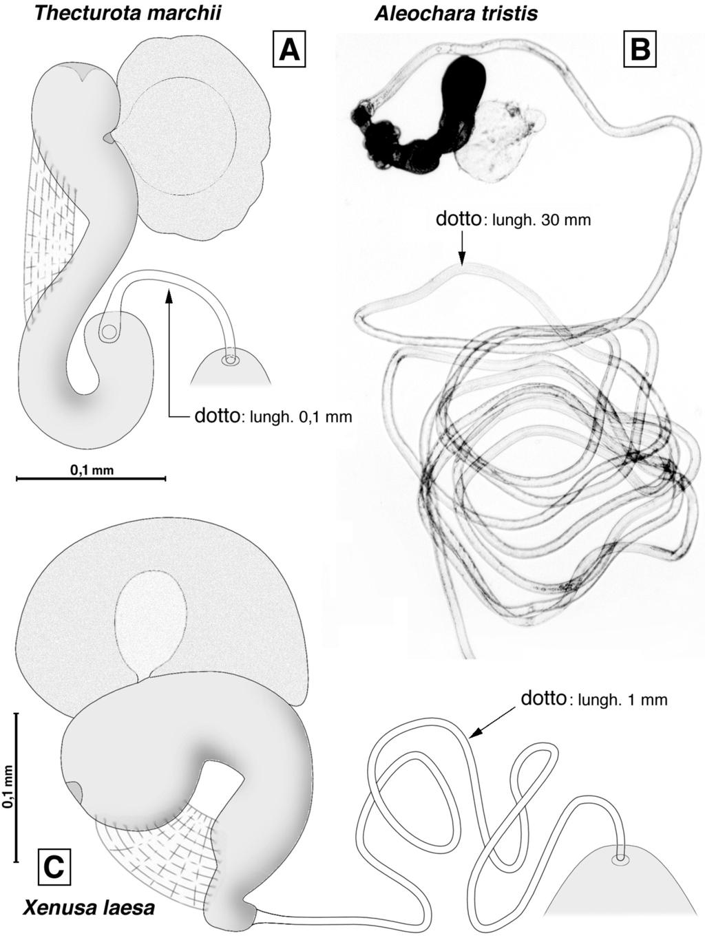 Fig. 2 - Spermateca