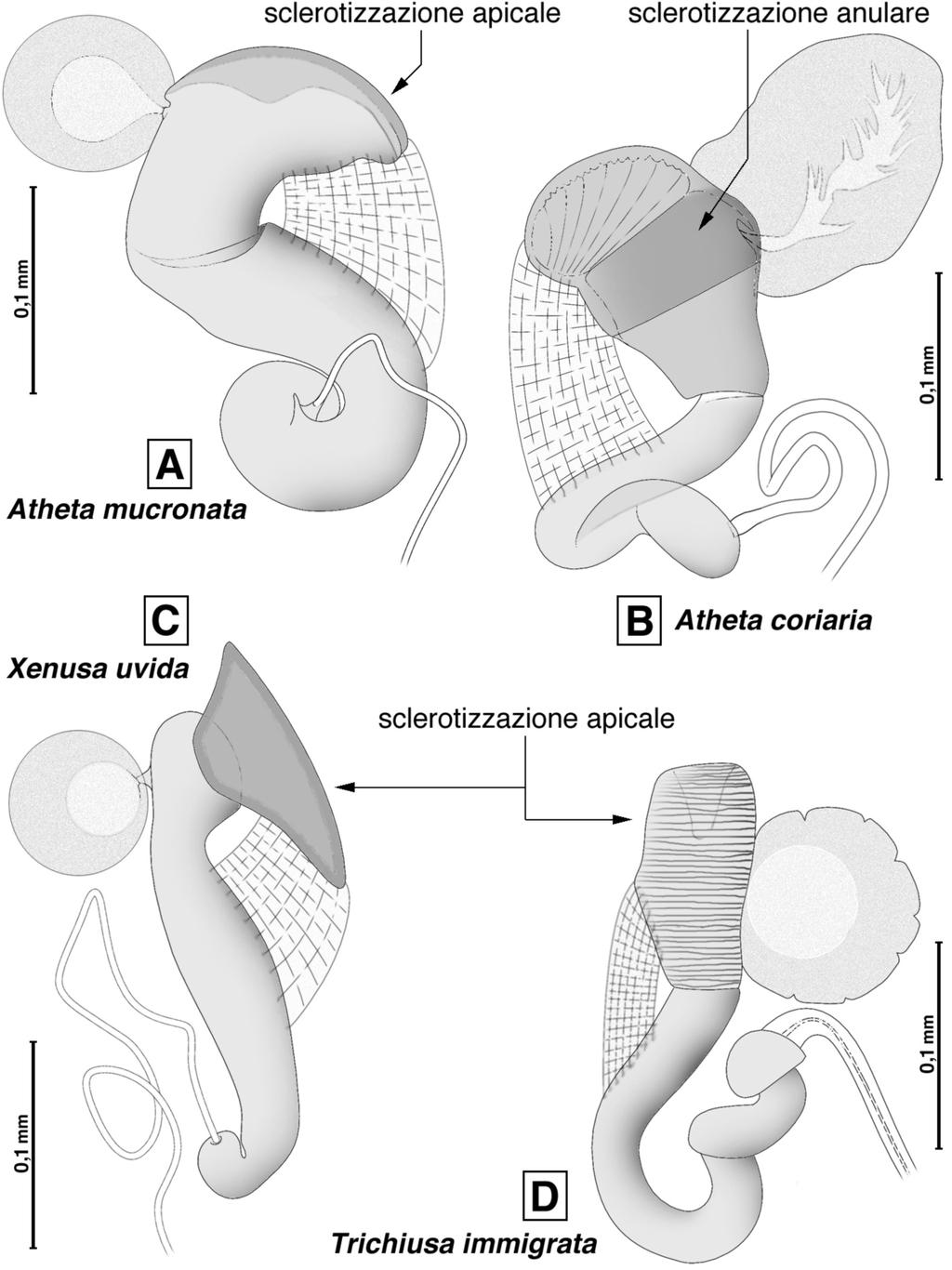 Fig. 3 - Spermateca