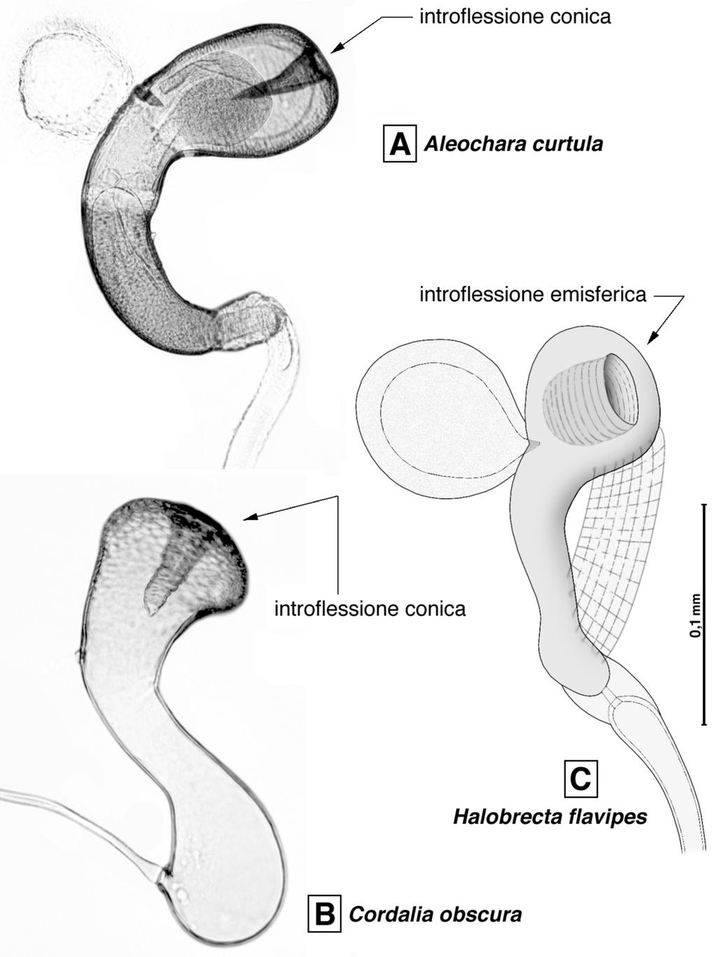 Fig. 4 - Spermateca