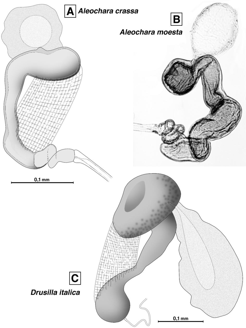 Fig. 5 - Spermateca