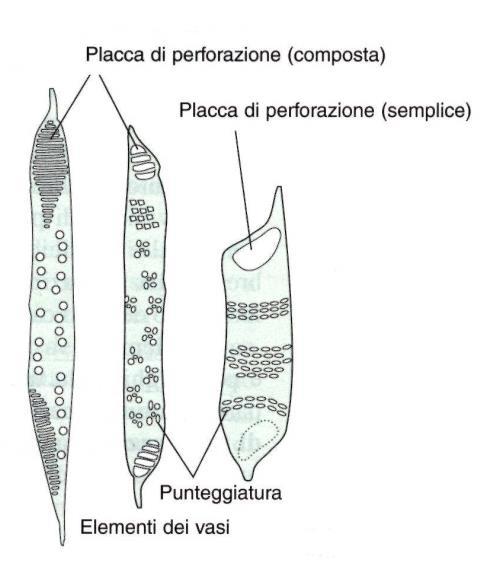 nella maggior parte della