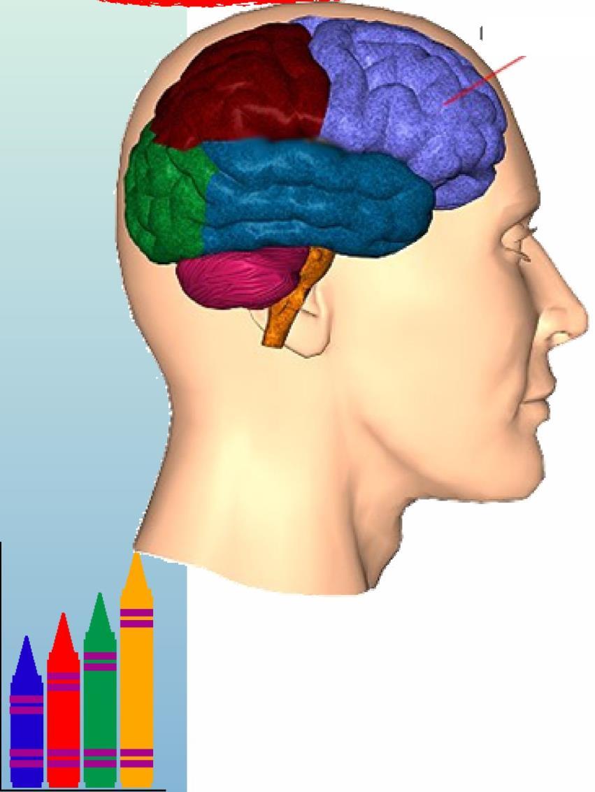 Le funzioni esecutive 1. Inibizione (stimoli distraenti o pensieri non correlati) 2. Pianificazione 3. Generatività 4. Flessibilità 5.