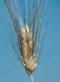 Il grano duro per tutta l Italia Varietà di grano duro più coltivata in Italia dotata di un potenziale produttivo molto elevato, determinato in particolare dall eccezionale fertilità della spiga e