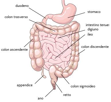 Questi secreti contengono prevalentemente acqua, in cui sono disciolti elettroliti, enzimi, lisozimi, anticorpi, sali biliari, acidi organici.