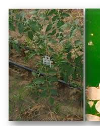 vegetativo della coltura: contatto tra le piante. 52 5.