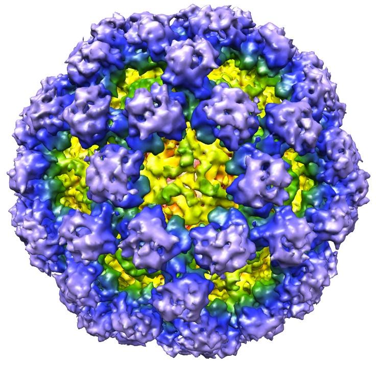 MORFOLOGIA Piccoli virus (25 37 nm) RNA lineare, singola catena, polarità + Genoma 7,3 a 8,5 kb STORIA Zahorsky descrisse la Hyperemis hemi o winter vomi7ng disease 1929 Nel 1968 in