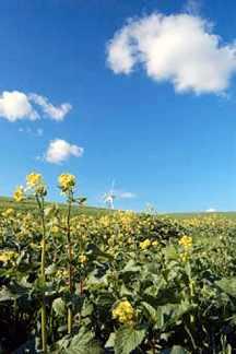 Agroenergie e ciclo del carbonio e dell azoto Un contributo potenziale dell agricoltura nel contrastare l effetto serra e restituire