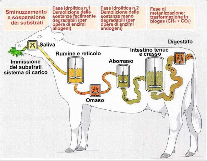 DIGESTIONE ANAEROBICA: che cos è E un processo naturale che avviene nell apparato