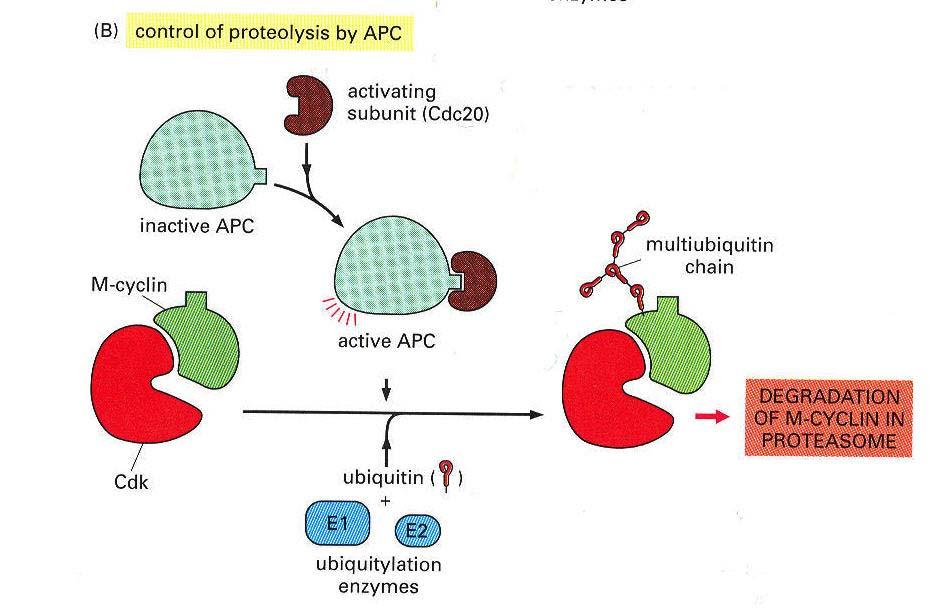 Il complesso APC attivato causa anche la degradazione di