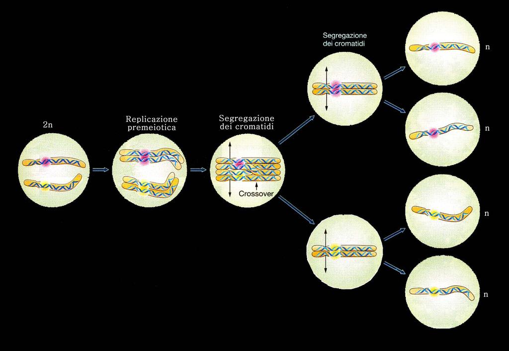 Nella meiosi femminile la citodieresi
