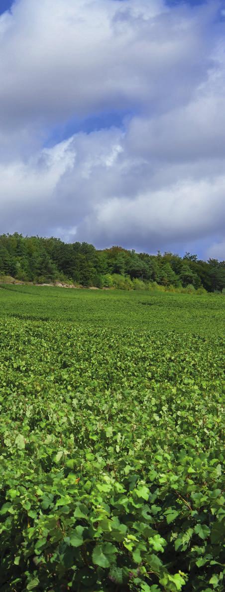 LA TRADIZIONE SI UNISCE ALL ORIGINALITÀ I vini della Tenuta Donardo nascono dall idea di due giovani cugini imprenditori, Leonardo e Paolo che, avendo ereditato dal nonno l arte della viticoltura,