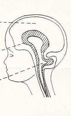 secondari (abilità ed abitudini motorie) Tronco cerebrale Colonna vertebrale Riflessi Apprendimento e