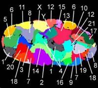 dell eterocromatina (x Genetica) Presunti territori nucleari I residui di lisina in posizione 9 (Lys9; K9) dell istone H3 nei domini eterocromatici è in gran parte metilato, mentre questo stesso