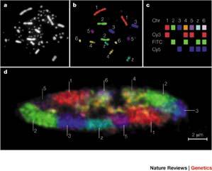 Territori dei cromosomi del pollo http://www.nature.com/nrg/journal/v2/n4/fig_tab/nrg0401_292a_f2.html#figure title Schema dell organizzazione del DNA nel nucleo.