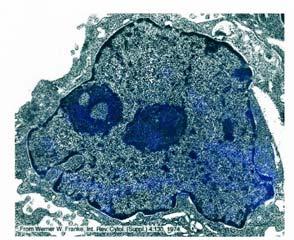 report=objectonly Nucleo NUCLEOLI Nucleolo Nucleolo (1) Il nucleolo è un piccolo corpo, spesso sferico, che si trova all interno del nucleo delle cellule eucariotiche.