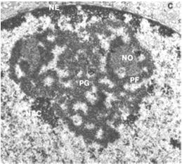 Cooper: The Cell: A Molecular Approach Il nucleolo è organizzato nella nucleolar organizing region (NOR) presente su diversi cromosomi.