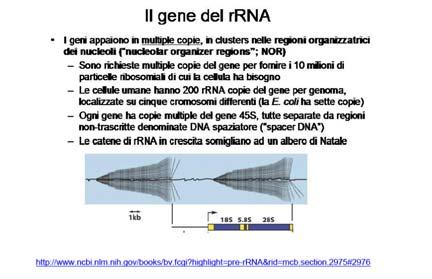 fuori dal nucleo.